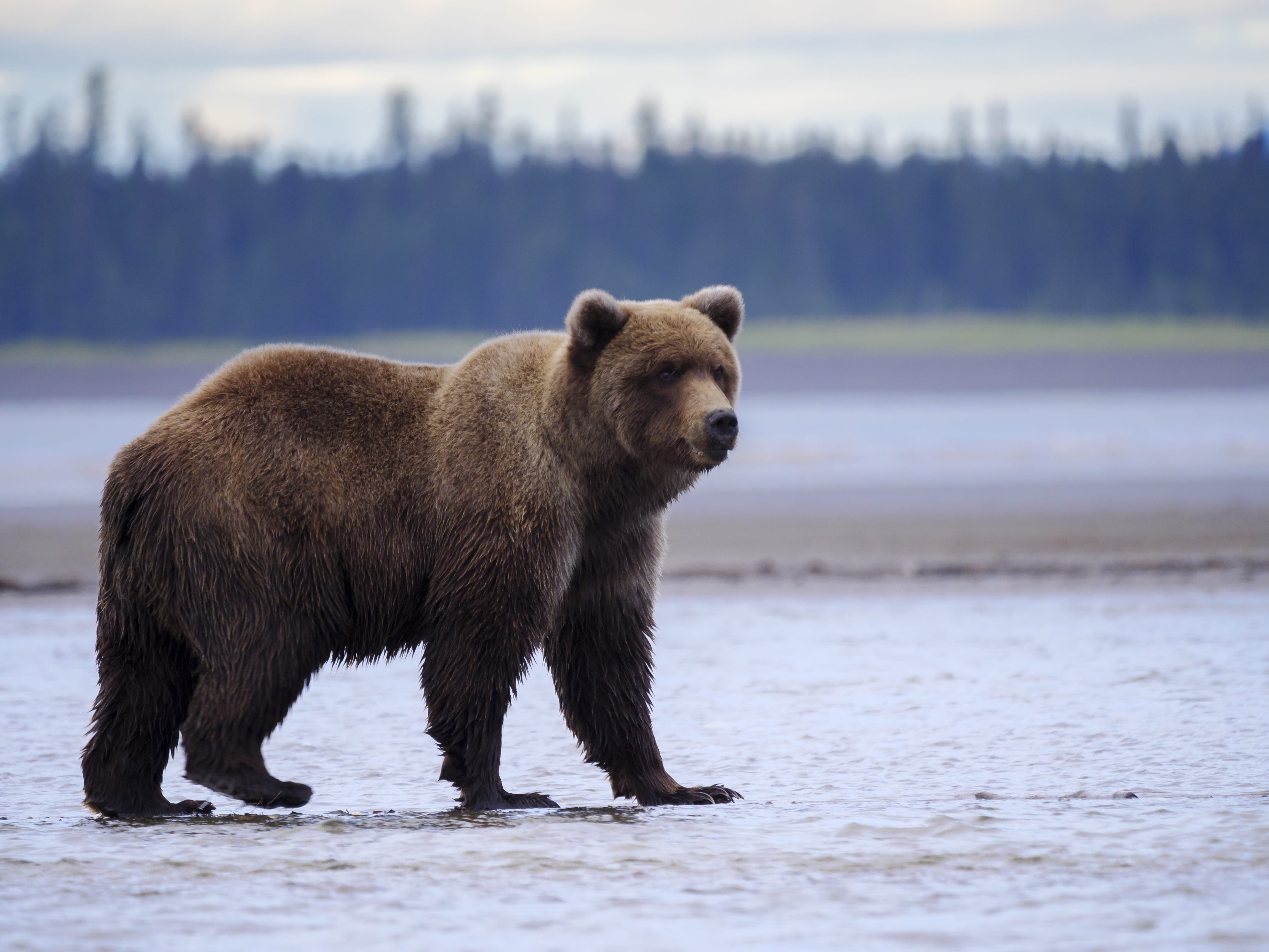 Grizzlybär