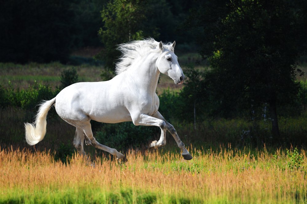 Andalusier