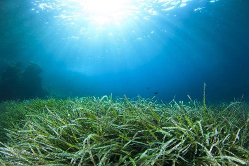 Algen im Meer