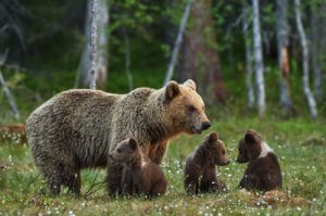 Grizzly Familie
