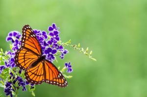 Schmetterling auf Blume