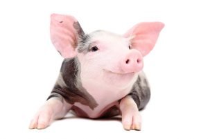 Schwein