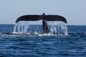 Walflosse im Meer