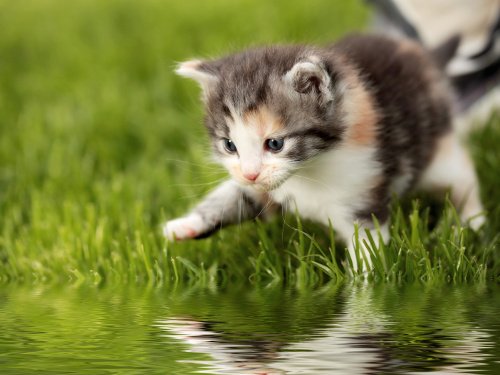 Babykatze am Wasser