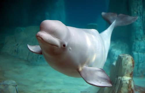 Beluga