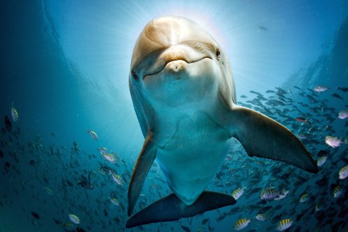 Delfin