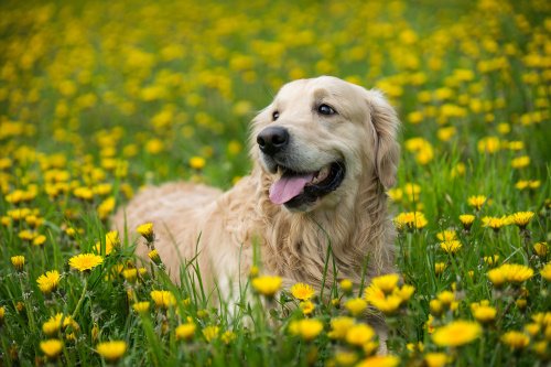 Golden Retriever