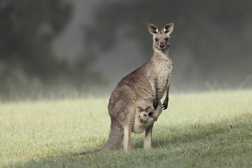 Känguru