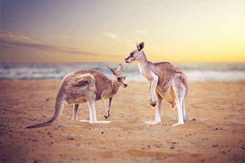 Kängurus am Strand