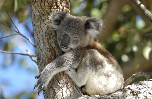 Koala