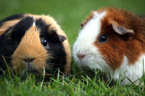 Meerschweinchen auf der Wiese