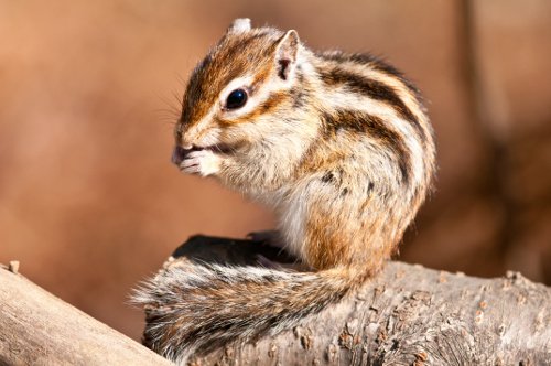 Streifenhörnchen