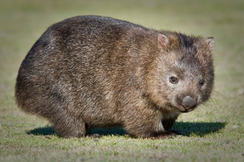 Wombat