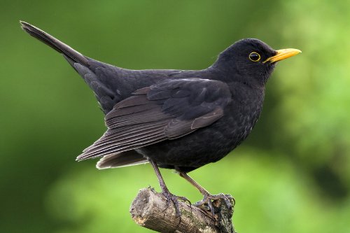 Amsel auf einem Ast