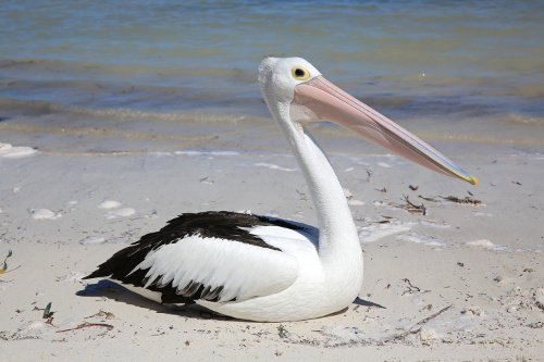 Brillenpelikan am Strand