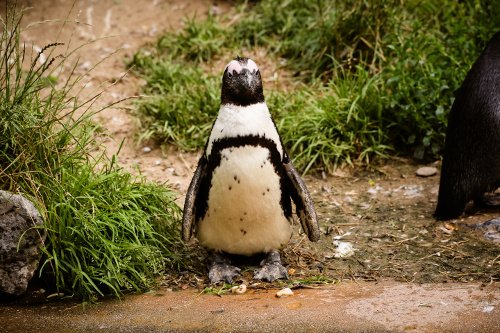 Brillenpinguin auf Sand