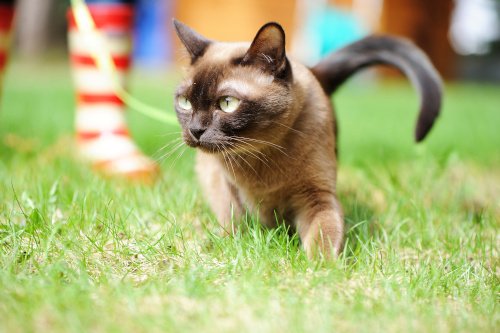 Burma Katze auf der Wiese