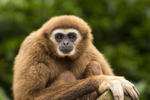 Gibbon auf Ast