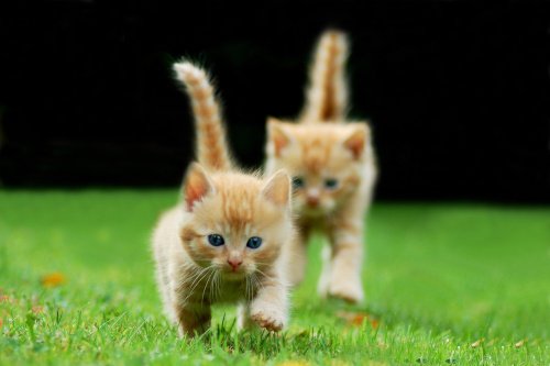 Katzenbabys auf der Wiese