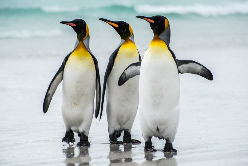 Königspinguine am Strand