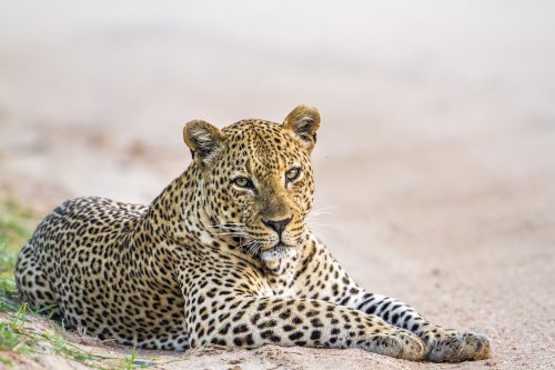 Leopard liegt auf dem Boden