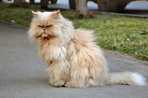 Perserkatze auf dem Fußweg