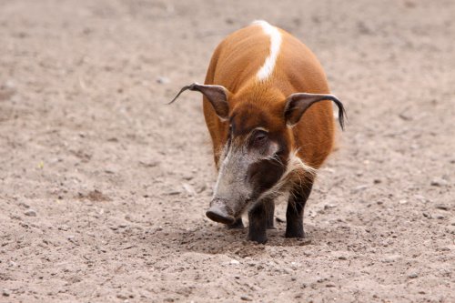 Pinselohrschwein