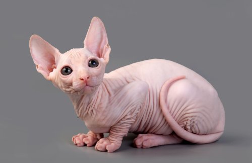 Sphynx-Katze