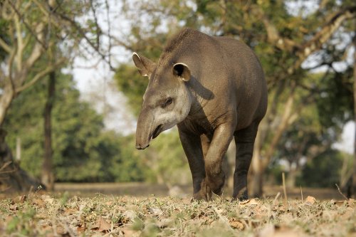 Flachlandtapir