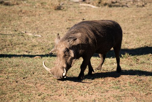 Wüstenwarzenschwein