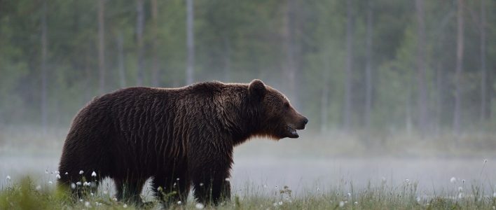 Ursus arctos