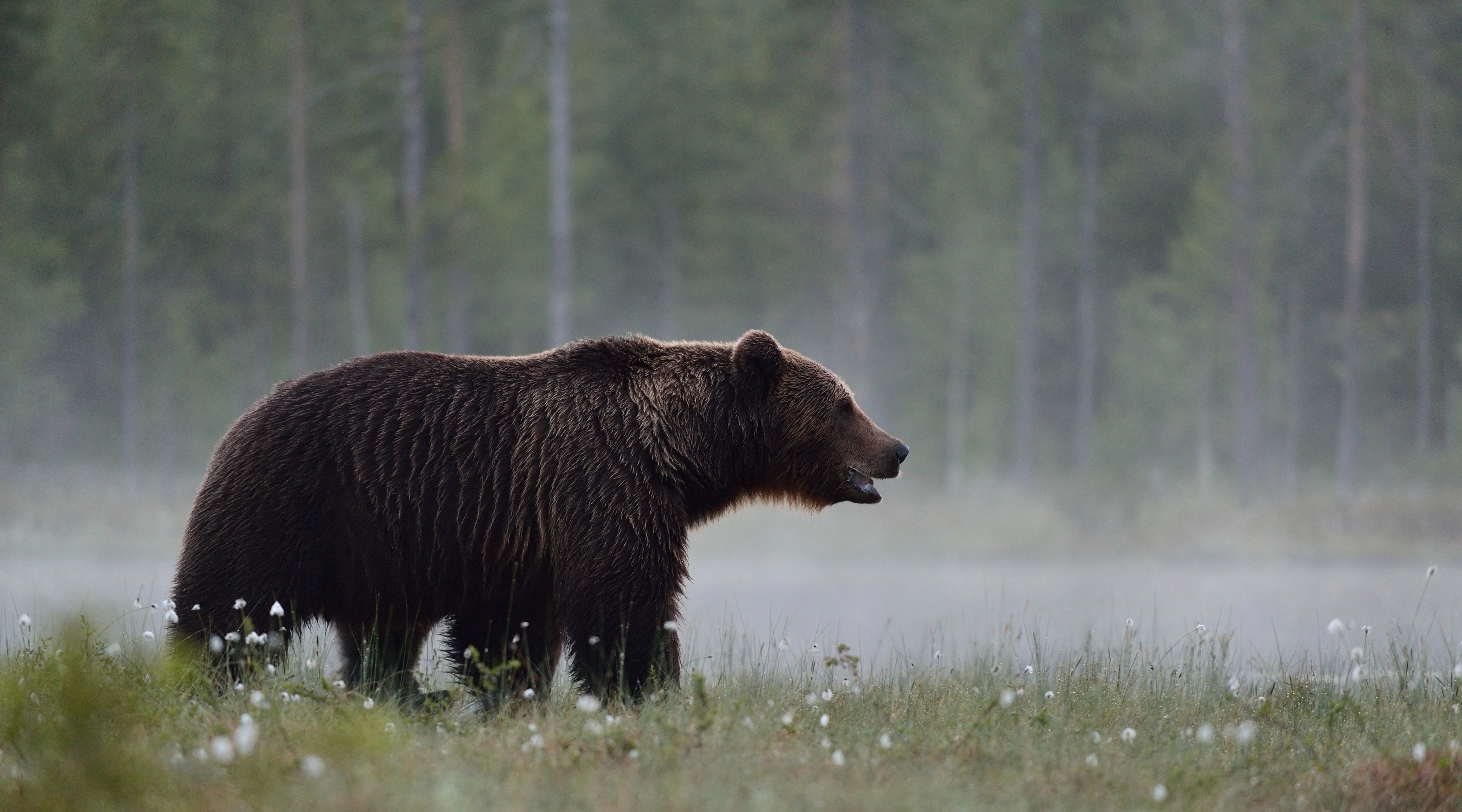 Braunbär: Alles über das beeindruckende Raubtier - Das-Tierlexikon.de