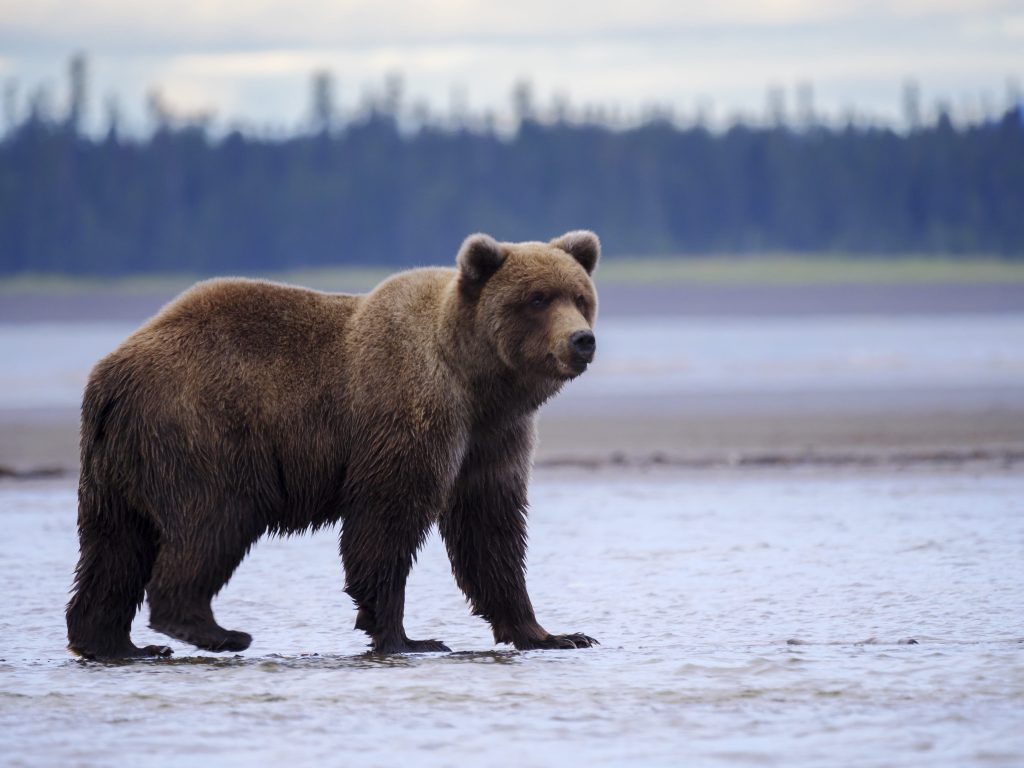 Grizzlybär Der furchteinflößende König der Bären Das Tierlexikon.de