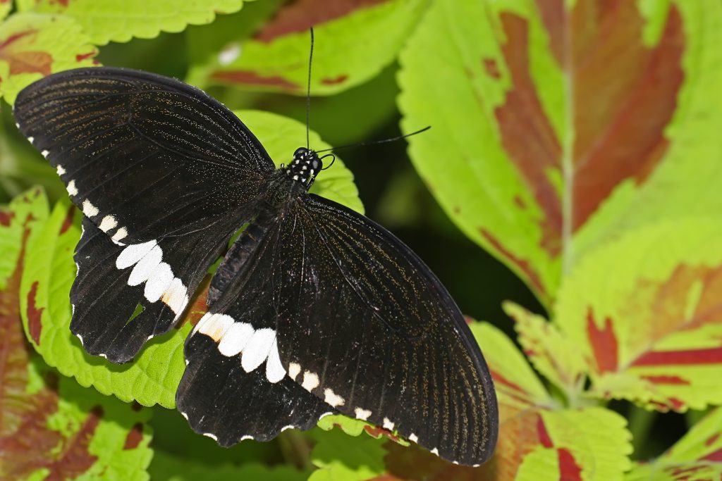 Kleiner Mormone - Schmetterling - Ritterfalter - Das-Tierlexikon.de