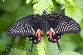 Kleiner Mormone Schmetterling Ritterfalter