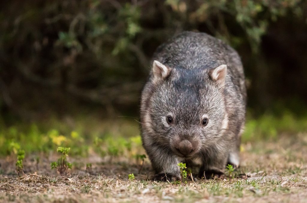 Nacktnasenwombat Besonderheiten & Lebensweise DasTierlexikon.de