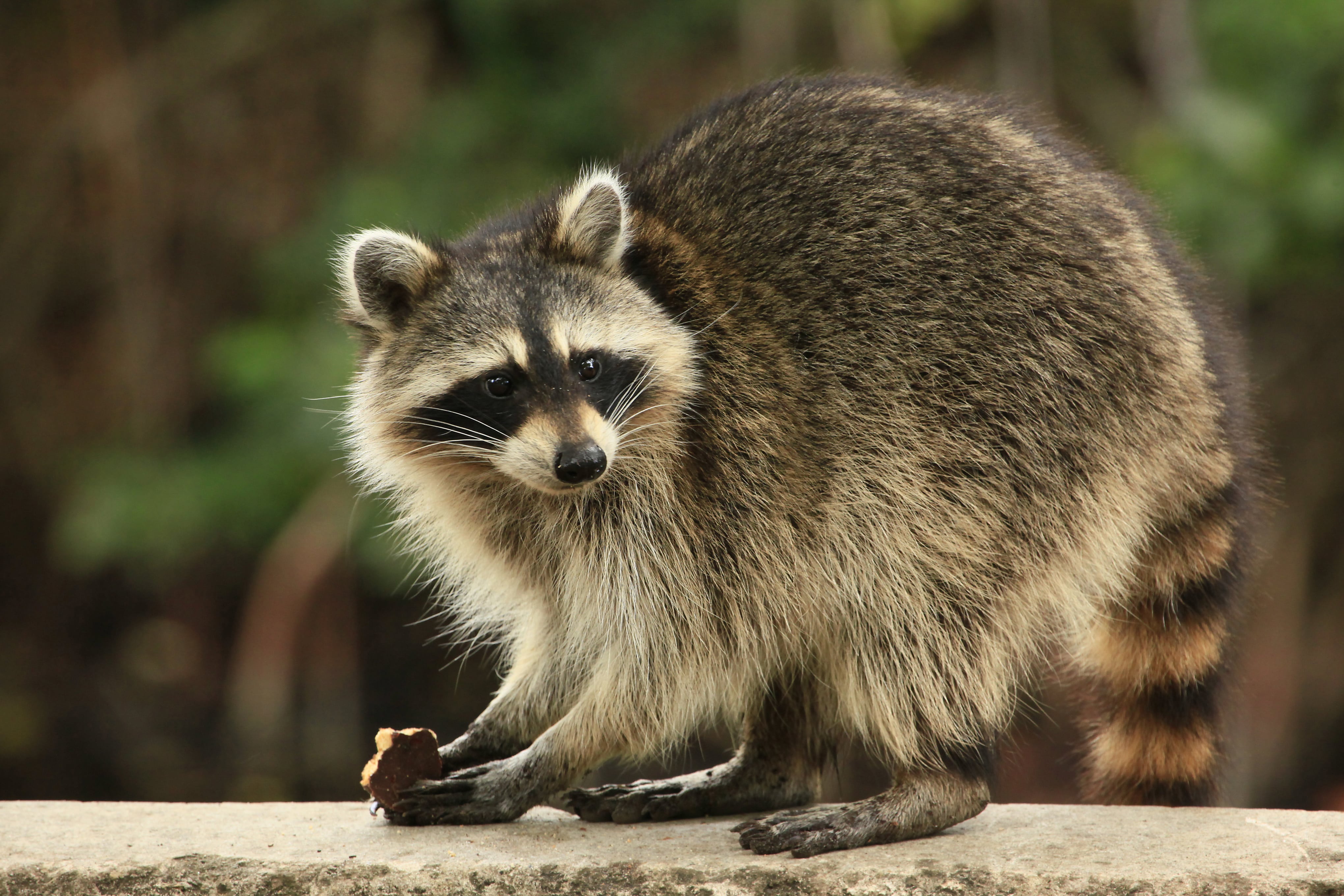 Waschbär frisst Keks