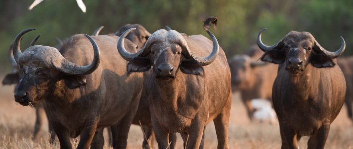 Afrikanischer Buffel Der Kaffernbuffel Im Portrait Das Tierlexikon De