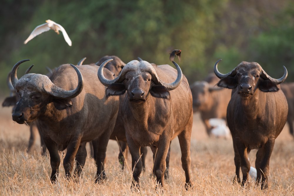 African Buffalo