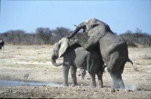 afrikanischer-elefant