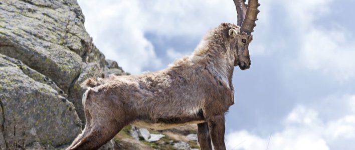 Alpine Ibex