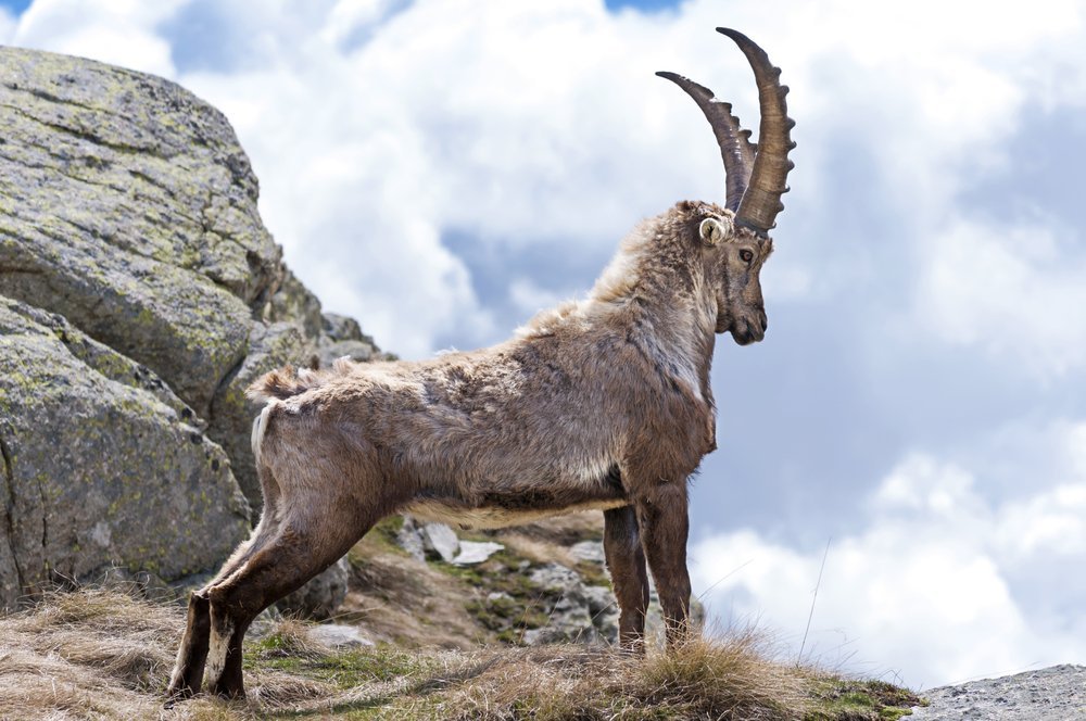 Alpine Ibex