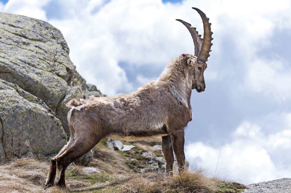 alpensteinbock.jpg