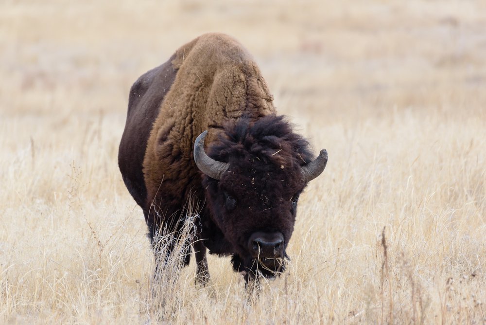 Buffalo