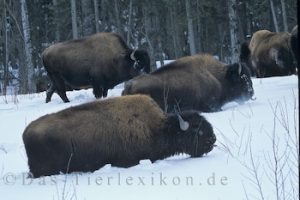 bison