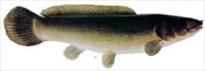 schlammfisch