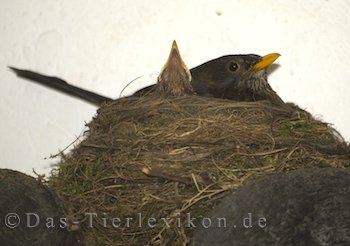 Amsel: Der weit verbreitete Singvogel im Portrait - Das-Tierlexikon.de