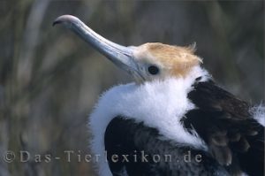 bindenfregattvogel