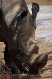 breitmaulnashorn, nashorn