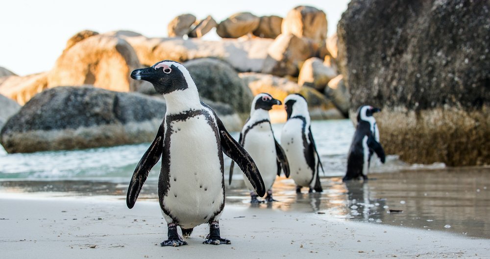 Pinguine: Die tauchenden Vögel im Tierlexikon - [GEOLINO]